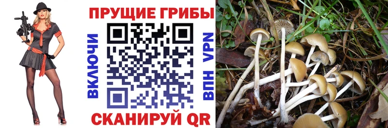 Псилоцибиновые грибы Cubensis Починок